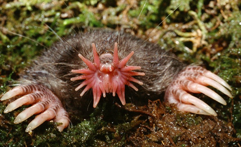 What’s with the nose on the star-nosed mole?
