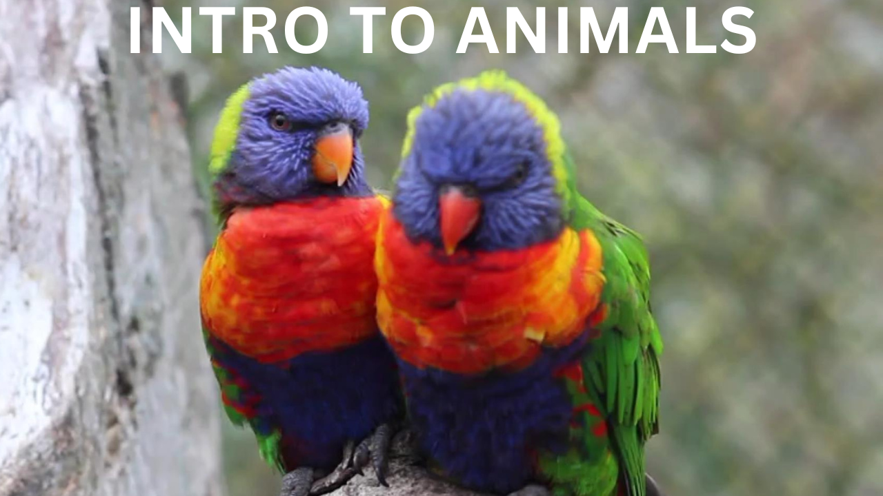 Intro to Animals. Video sheet, Google Forms, MS Forms, Blackboard, Canvas, Moodle & more (V3).