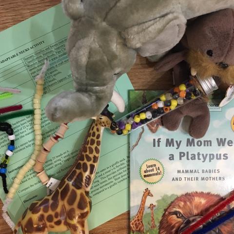 Adaptable Necks (Grades 1-4;  Life sciences: classification, habitats, anatomy, adaptations)