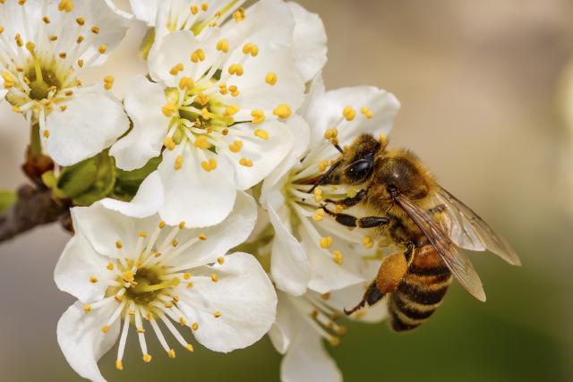 Plant Reproduction Strategies - Legends of Learning