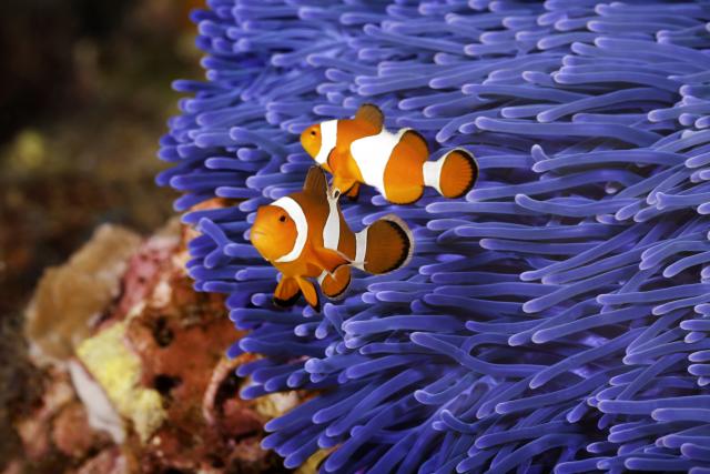 Competitive, Predatory, and Mutually Beneficial Interactions - Legends of Learning