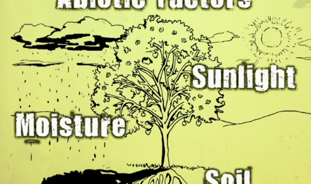 The Value of Plants